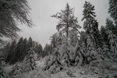 Trees in forest against sky during winter