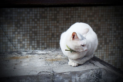 Close-up of a cat looking away