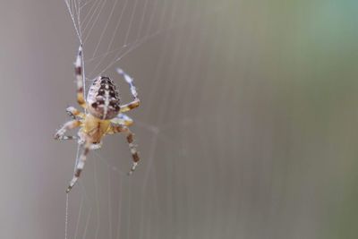 Close-up of spider and web against blurred background