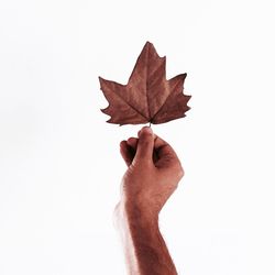 Cropped image of hand holding leaf over white background