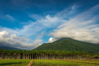 Mountains velliangiri view with blue sky and green forest