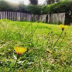 Close-up of flower growing on grass