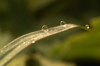 Close-up of insect on leaf