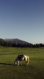 Horse standing on field against clear sky