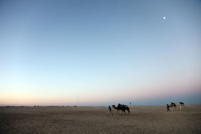 Camels and drivers at desert