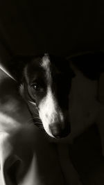 Close-up portrait of dog relaxing at home