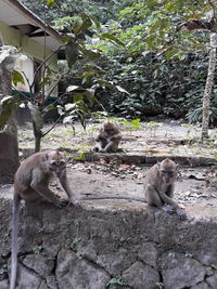 Monkey sitting on rock