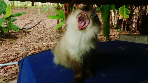 Close-up of cat yawning