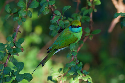 Close-up of green bee eater bird perching on branch