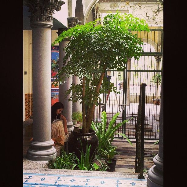 plant, potted plant, built structure, growth, indoors, architecture, window, tree, sunlight, door, day, entrance, building exterior, architectural column, flower, house, steps, green color, chair, railing