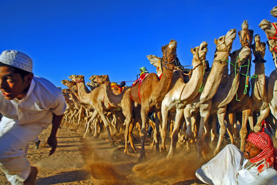 Camels running on land at desert against clear blue sky