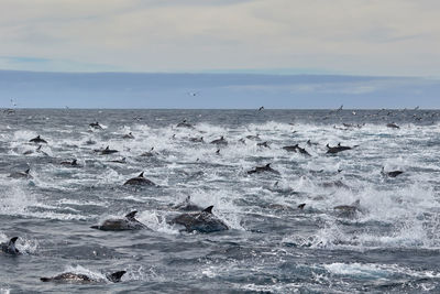 Flock of birds in the sea