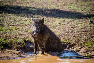Portrait of warthog drinking water