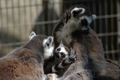 Close-up of lemurs