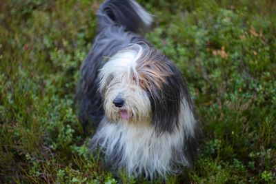 Close-up of dog