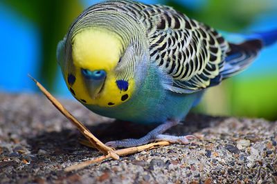 Close-up of a bird