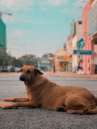 Dog resting in a city