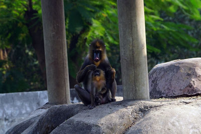 Monkey sitting on rock