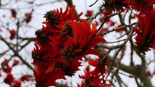 Close-up of red flowering plant