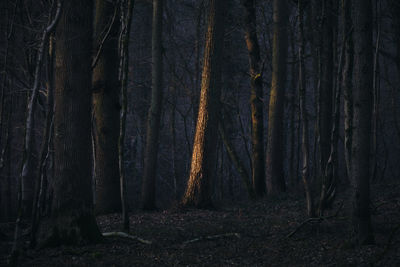 View of trees in forest