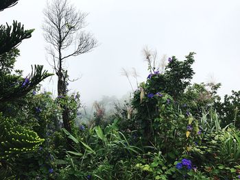 Low angle view of flower trees against clear sky