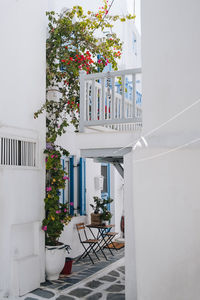 Potted plant on table by building