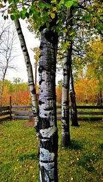 Trees on grassy field