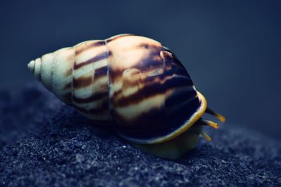 Close-up of snail