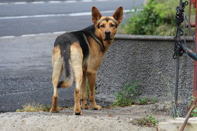 Portrait of dog standing outdoors