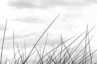 Low angle view of stalks against sky