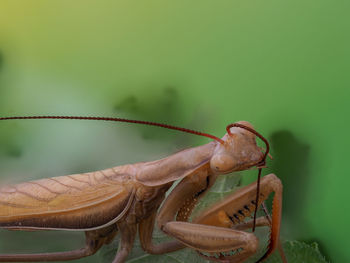 Close-up of lizard on plate against green background