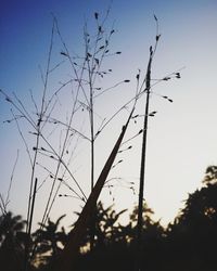 Low angle view of silhouette plants against sky