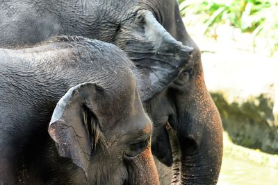 Close-up of elephant