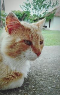 Close-up of cat sitting outdoors