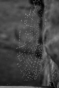 Close-up of water drops on spider web