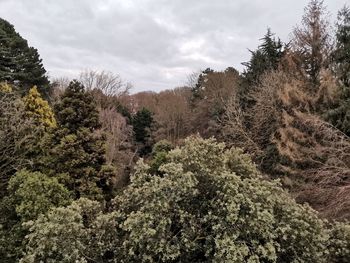 High angle view of trees in forest against sky