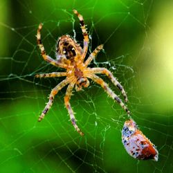 Close-up of spider on web