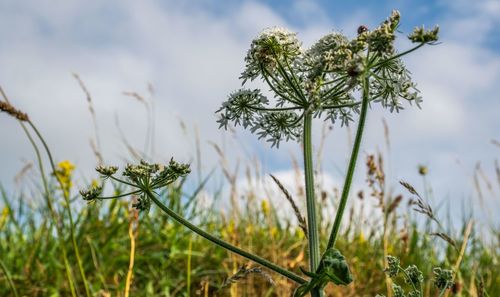 Close-up of flowering plant on field against sky