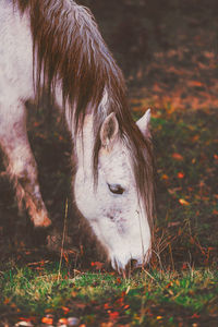 Close-up of horse grazing on field