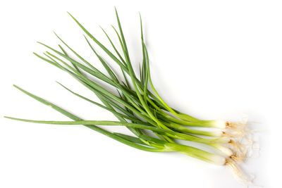 Close-up of plant against white background