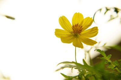 Close-up of yellow flower