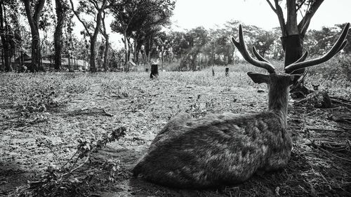 View of deer on field