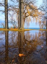 Bare trees by lake