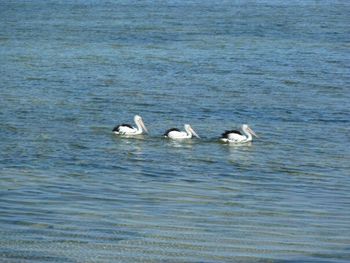 Bird swimming in water