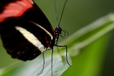 Close-up of insect on leaf