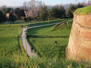 High angle view of trees on grassy field in park