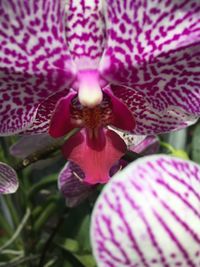 Close-up of pink flower