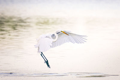 View of a bird flying over lake