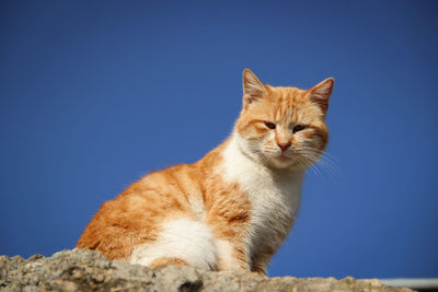 Low angle view of cat against clear blue sky