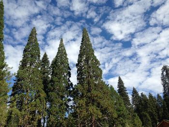 Low angle view of pine trees against sky